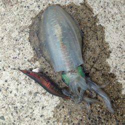 エギングジギング