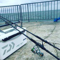 マズメ終わりのサゴシ