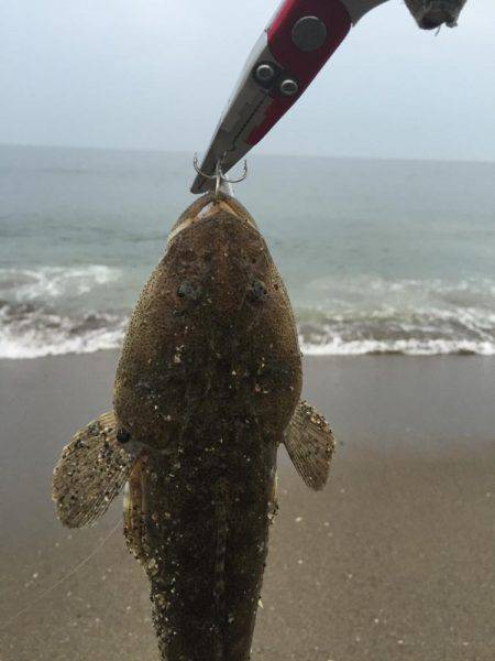 秋ヒラメ開幕へ
