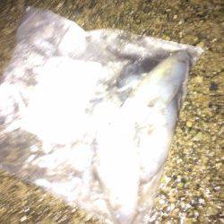 ケンサキ40センチ級を求めて