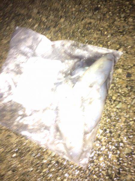 ケンサキ40センチ級を求めて