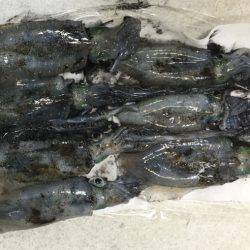 エギングバトル