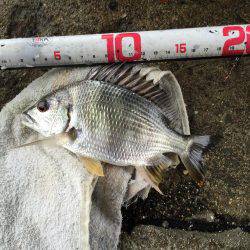 キビレ釣れました