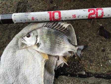 キビレ釣れました