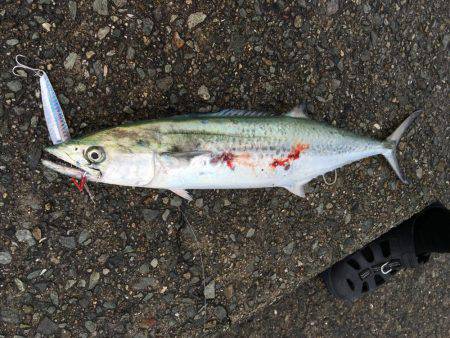 サゴシがおった、、、