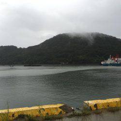 ウルメイワシ、アジ、チヌ