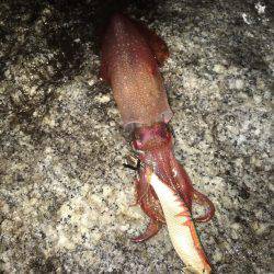 台風後の濁り…