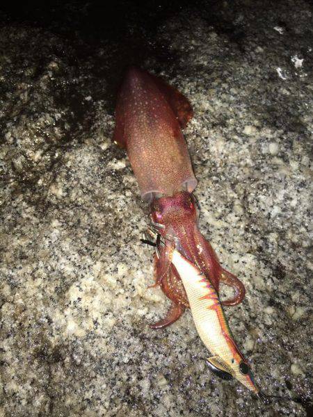 台風後の濁り…