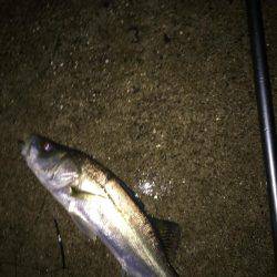 楠漁港  雨中釣行