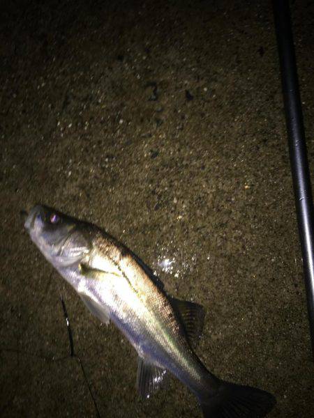 楠漁港  雨中釣行