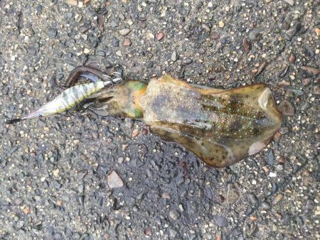 秋イカエギング