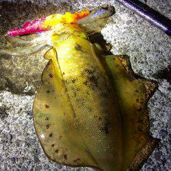 夕マヅメ強風エギング