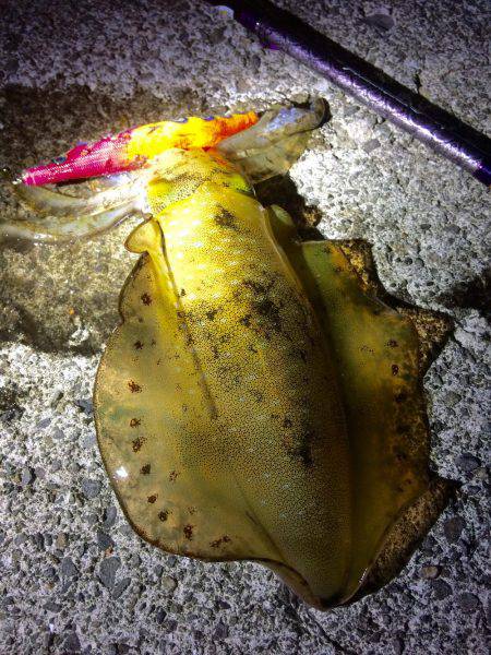 夕マヅメ強風エギング