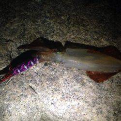 台風後エギング