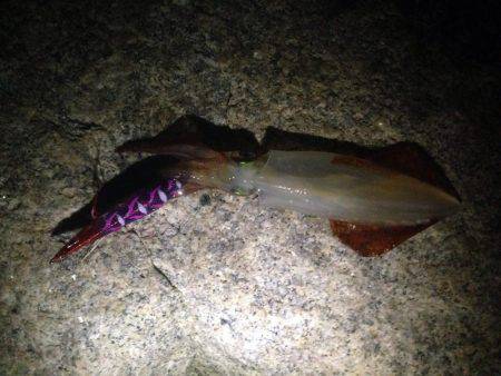 台風後エギング