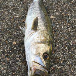 帰り際のシーバスヒット!