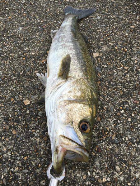 帰り際のシーバスヒット!