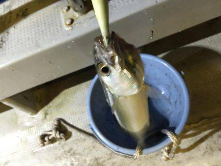 イカ釣り  虎之介