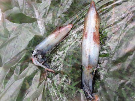 みんな簡単に沢山釣ってるけど、難しい