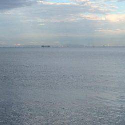 何とかサゴシちゃんゲット