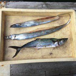 岸和田一文字釣行