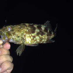 初アコウ！！！