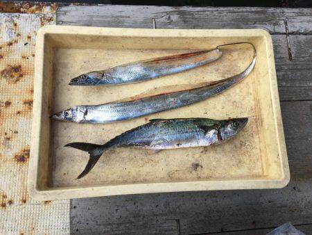 岸和田一文字釣行