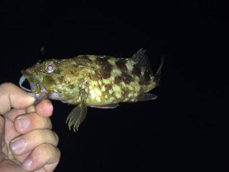 初アコウ！！！