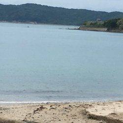 アオリイカちゃん