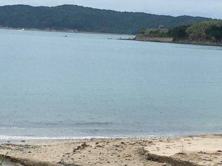 アオリイカちゃん