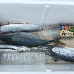 青物フィーバー