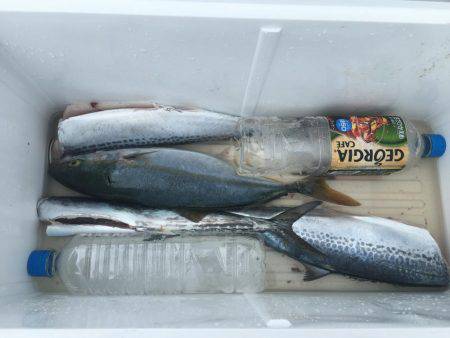 青物フィーバー