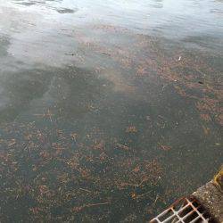 ウルメイワシ×10〜15センチ×30匹