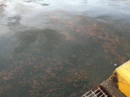 ウルメイワシ×10〜15センチ×30匹