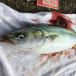 青物おったなぁ、、、