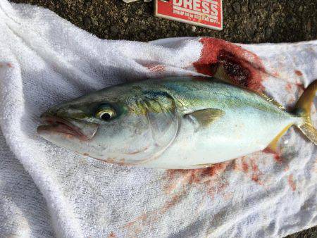 青物おったなぁ、、、