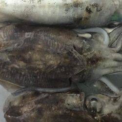 水潮渋々でした