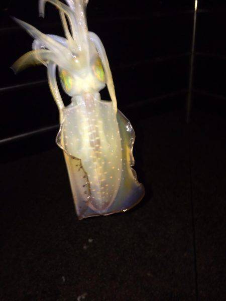 ケンサキ40センチ級を求めて