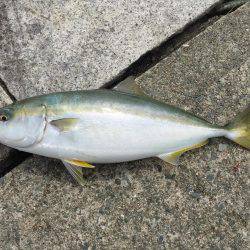 初ハマチ、初アコウ