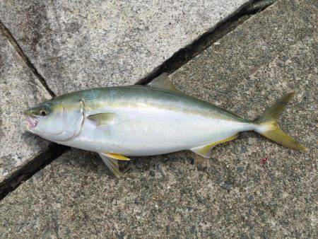 初ハマチ、初アコウ