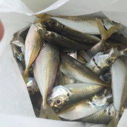 子供とサビキ釣り