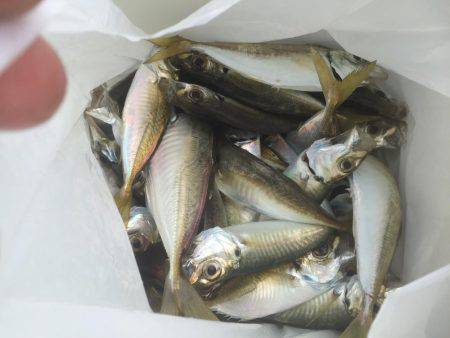 子供とサビキ釣り