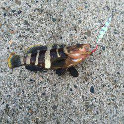 竹野新堤防でエギングその他