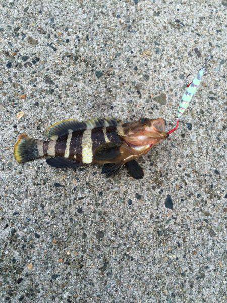 竹野新堤防でエギングその他