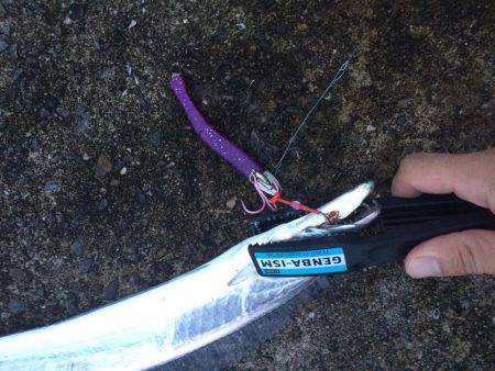 悪天候でもタチウオ