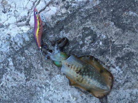 苦戦しましたが…