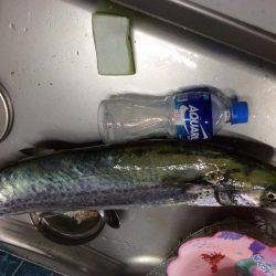 武庫川一文字でサワラ83cm