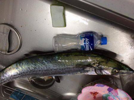 武庫川一文字でサワラ83cm