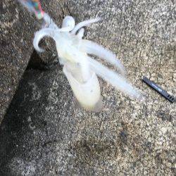 エギングは楽し