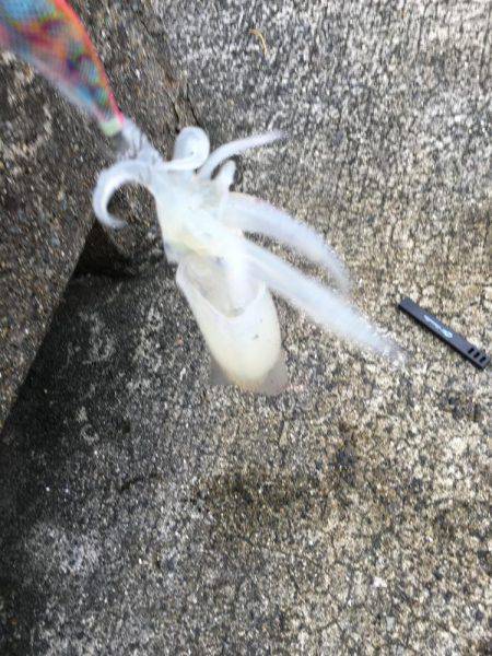 エギングは楽し